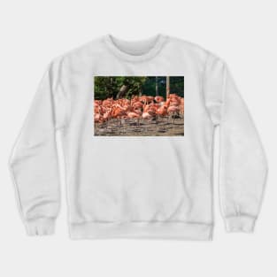 Flock of Flamingos Crewneck Sweatshirt